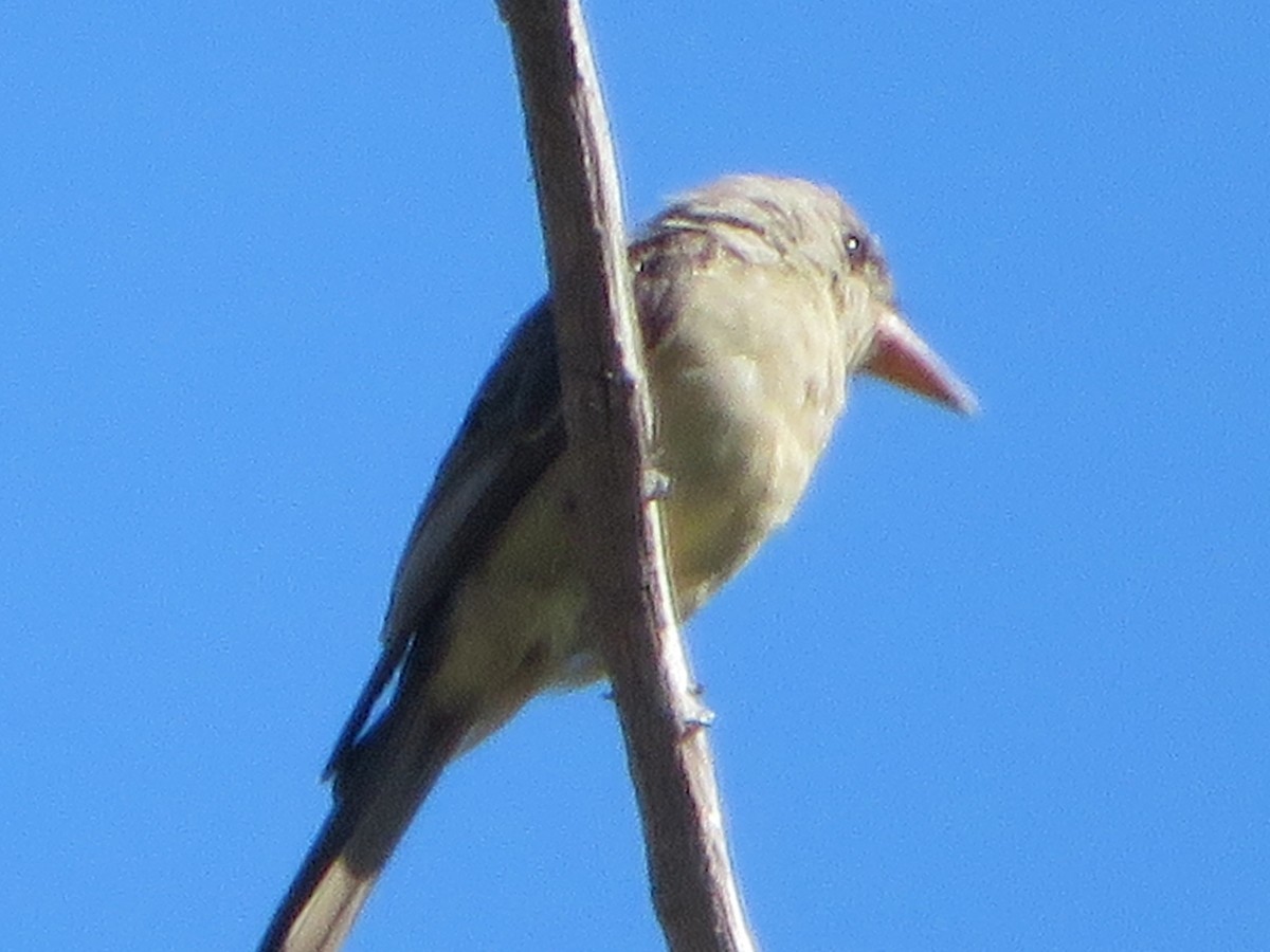 Greater Pewee - ML644537257