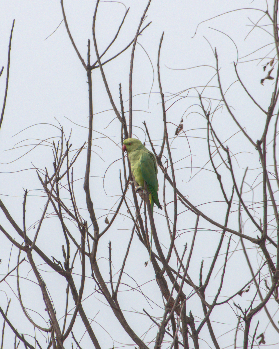 Perruche à collier - ML644537258