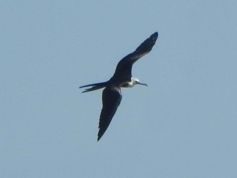 Великолепный фрегат - ML644537259