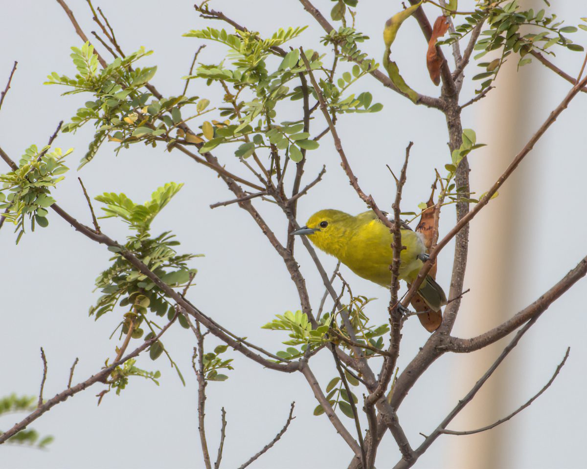 Petit Iora - ML644537266