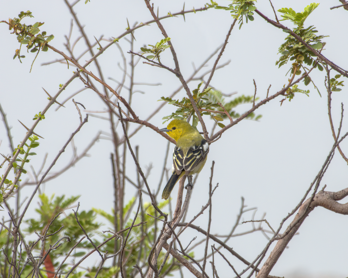 Petit Iora - ML644537267