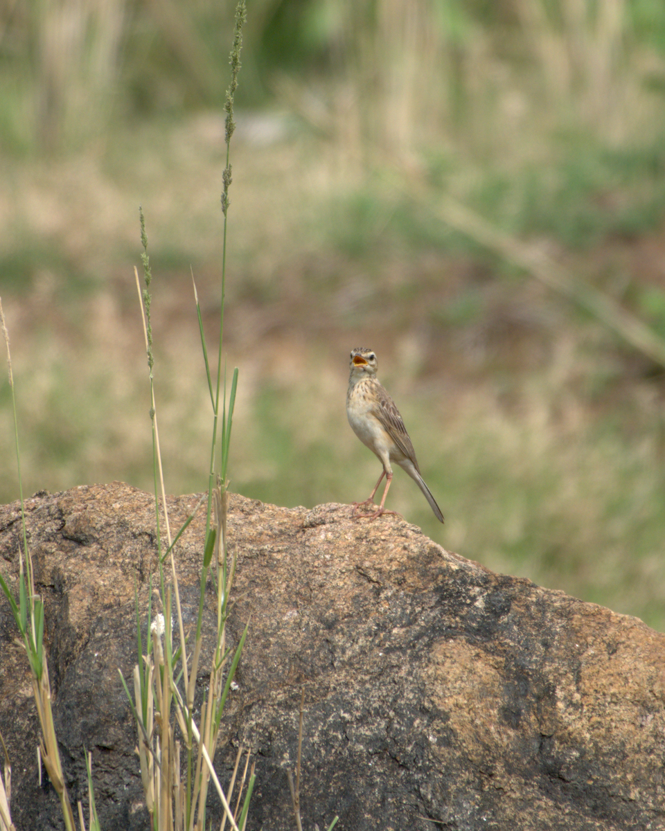 Bisbita Oriental - ML644537278