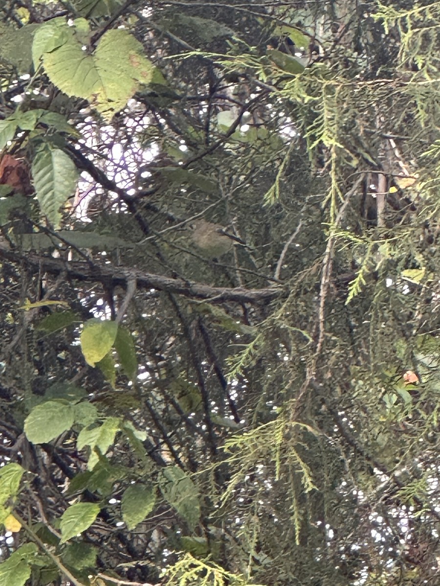 Ruby-crowned Kinglet - ML644537305