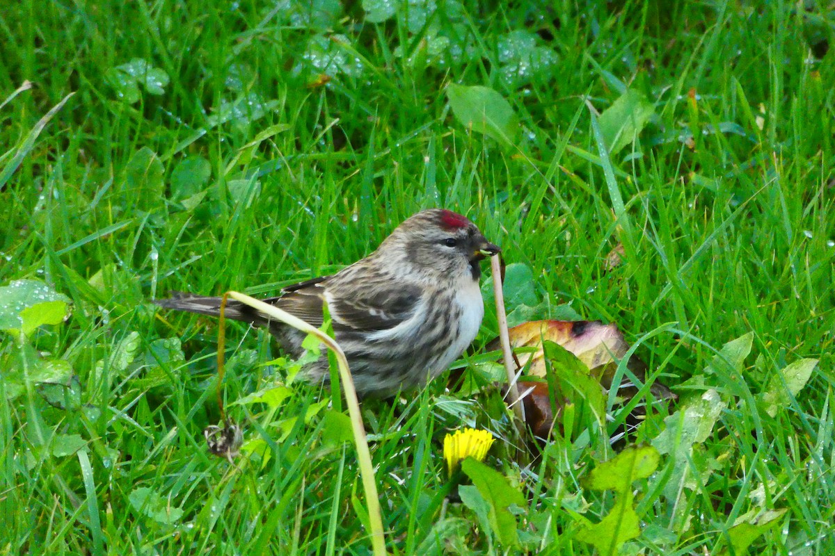 Redpoll - ML644537306
