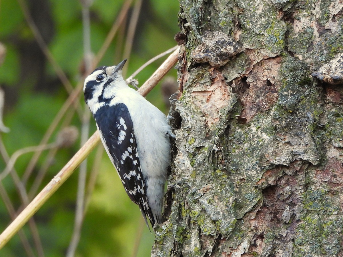 Downy Woodpecker - ML644537307