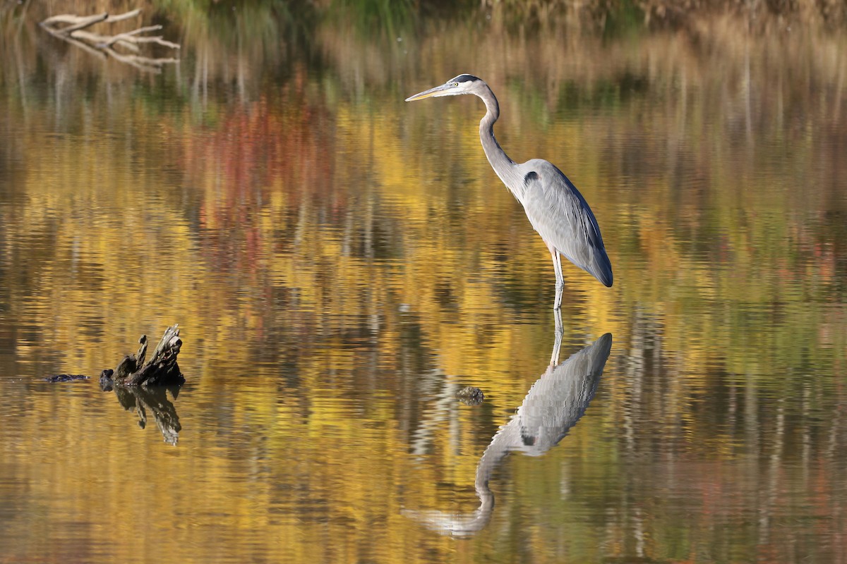 Great Blue Heron - ML644537321