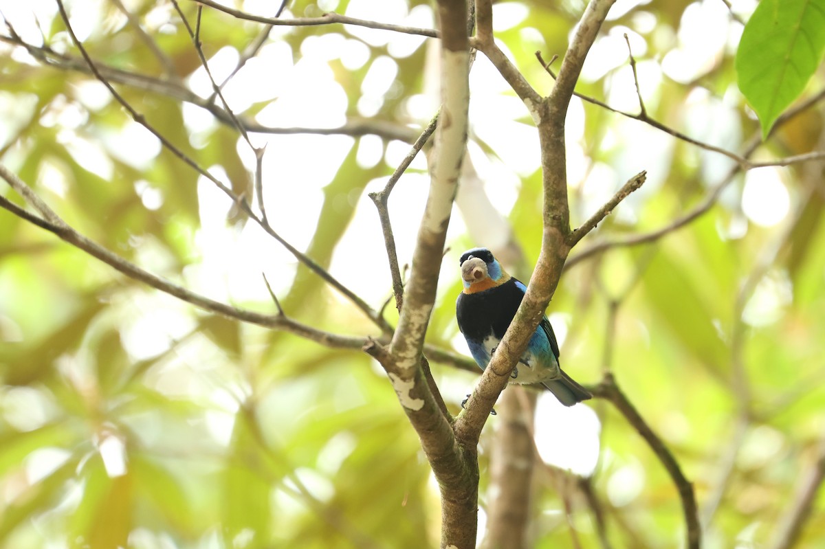 Golden-hooded Tanager - ML644537322