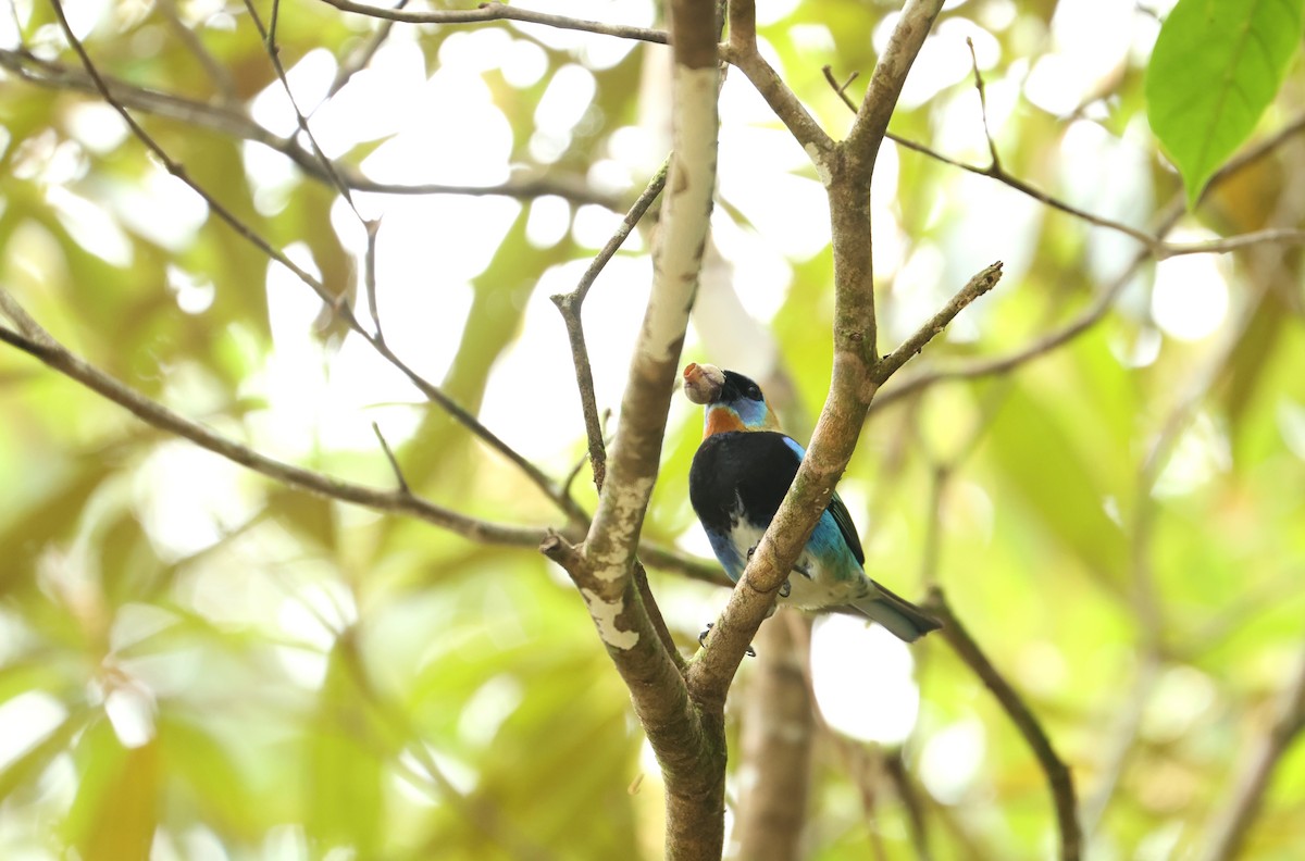 Golden-hooded Tanager - ML644537323