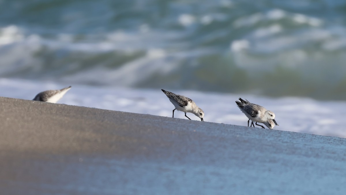 Sanderling - ML644537324