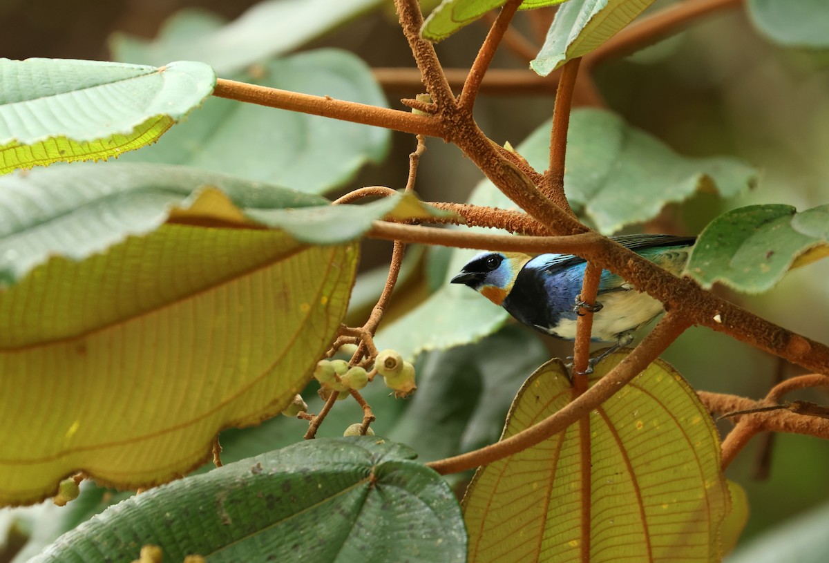 Golden-hooded Tanager - ML644537325