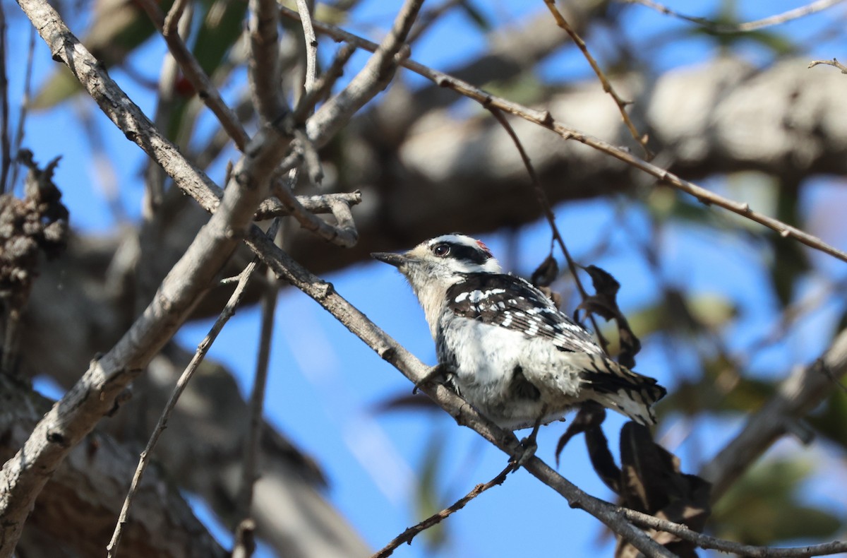 Downy Woodpecker - ML644537326