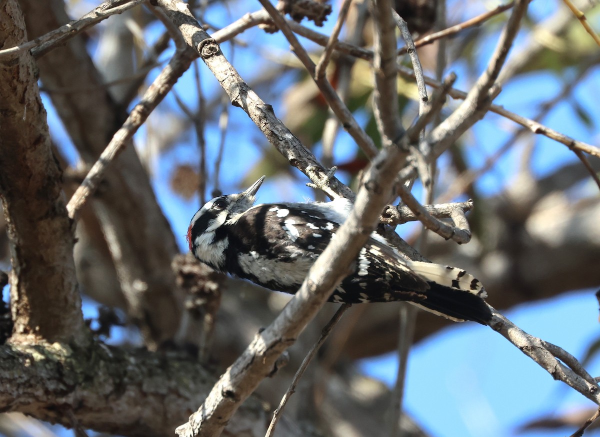 Downy Woodpecker - ML644537327