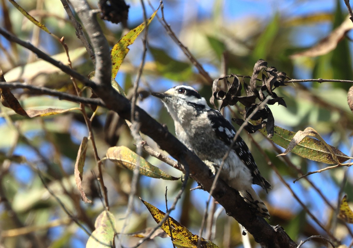 Downy Woodpecker - ML644537328