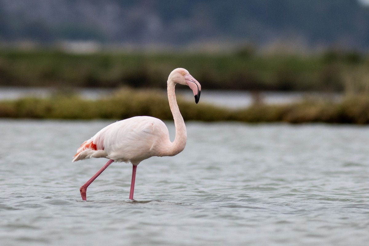 Greater Flamingo - ML644537333