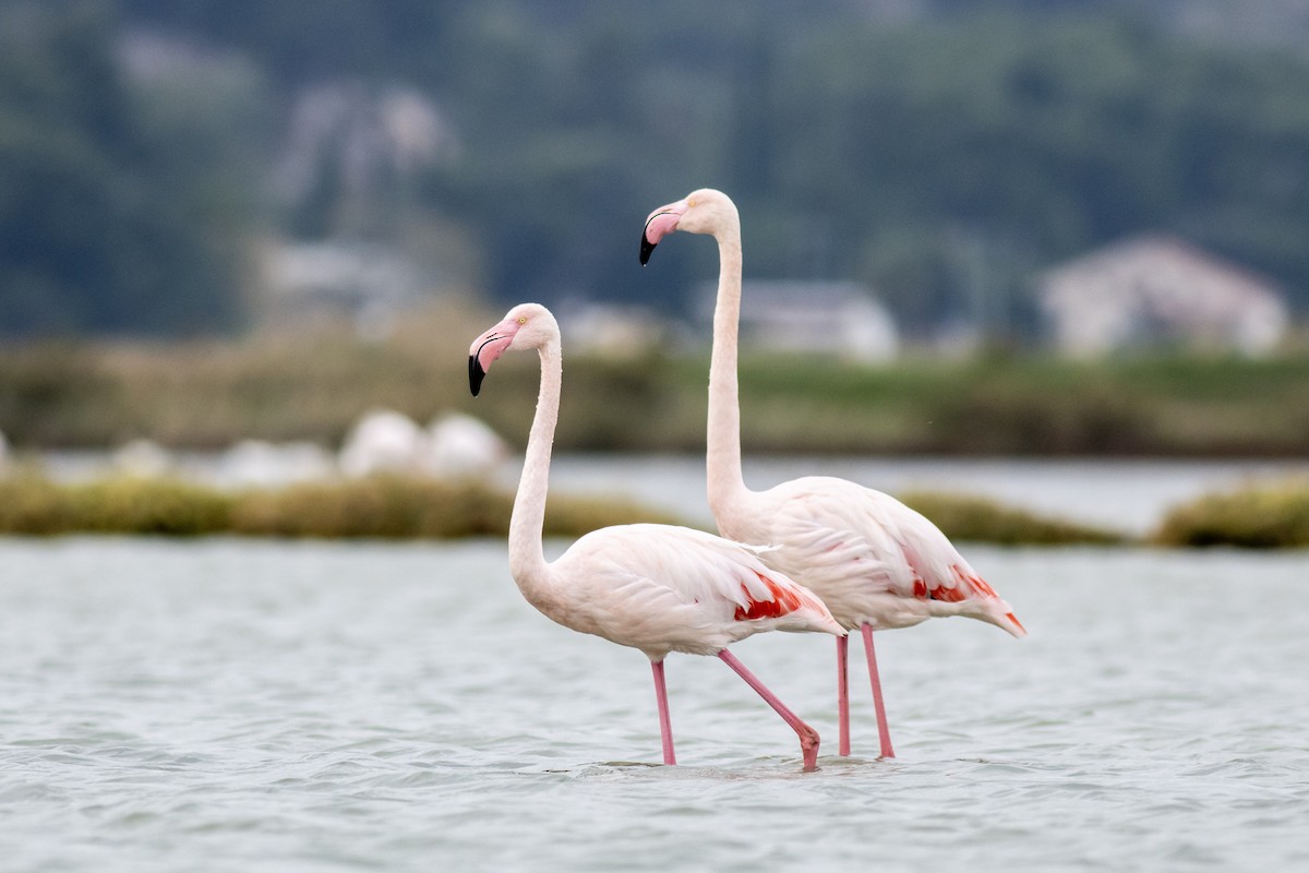 Greater Flamingo - ML644537334
