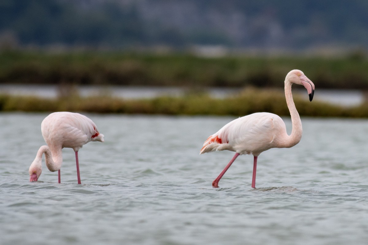 Greater Flamingo - ML644537335