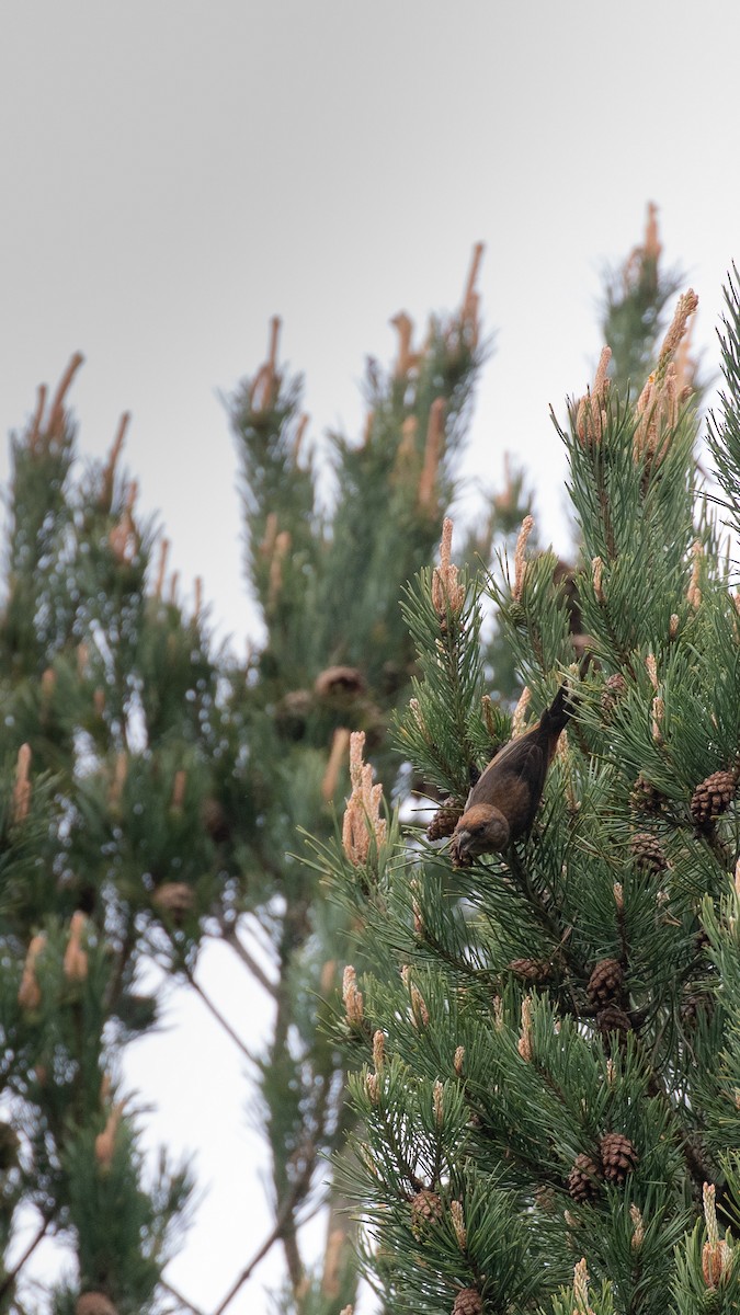 Bec-croisé des sapins - ML644537336