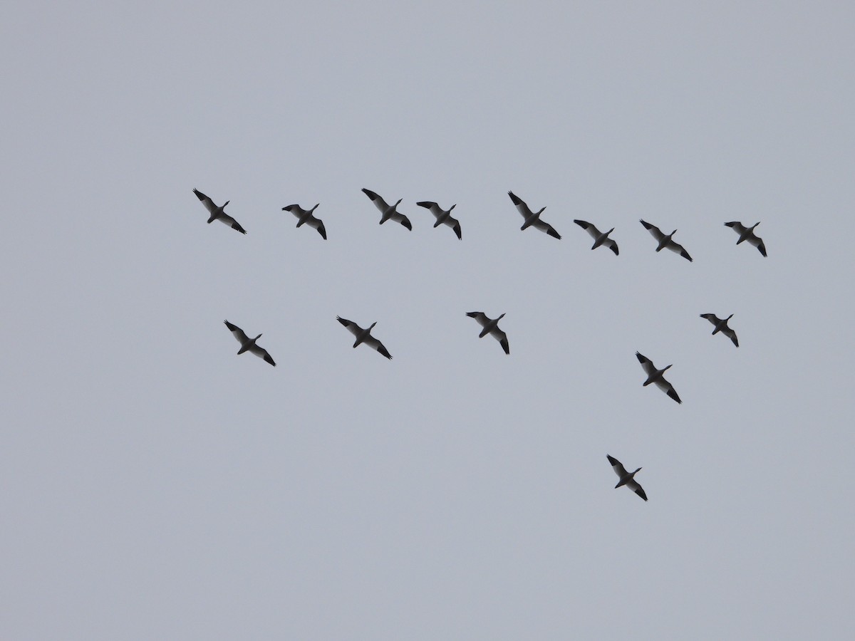 husa sněžní - ML644537337