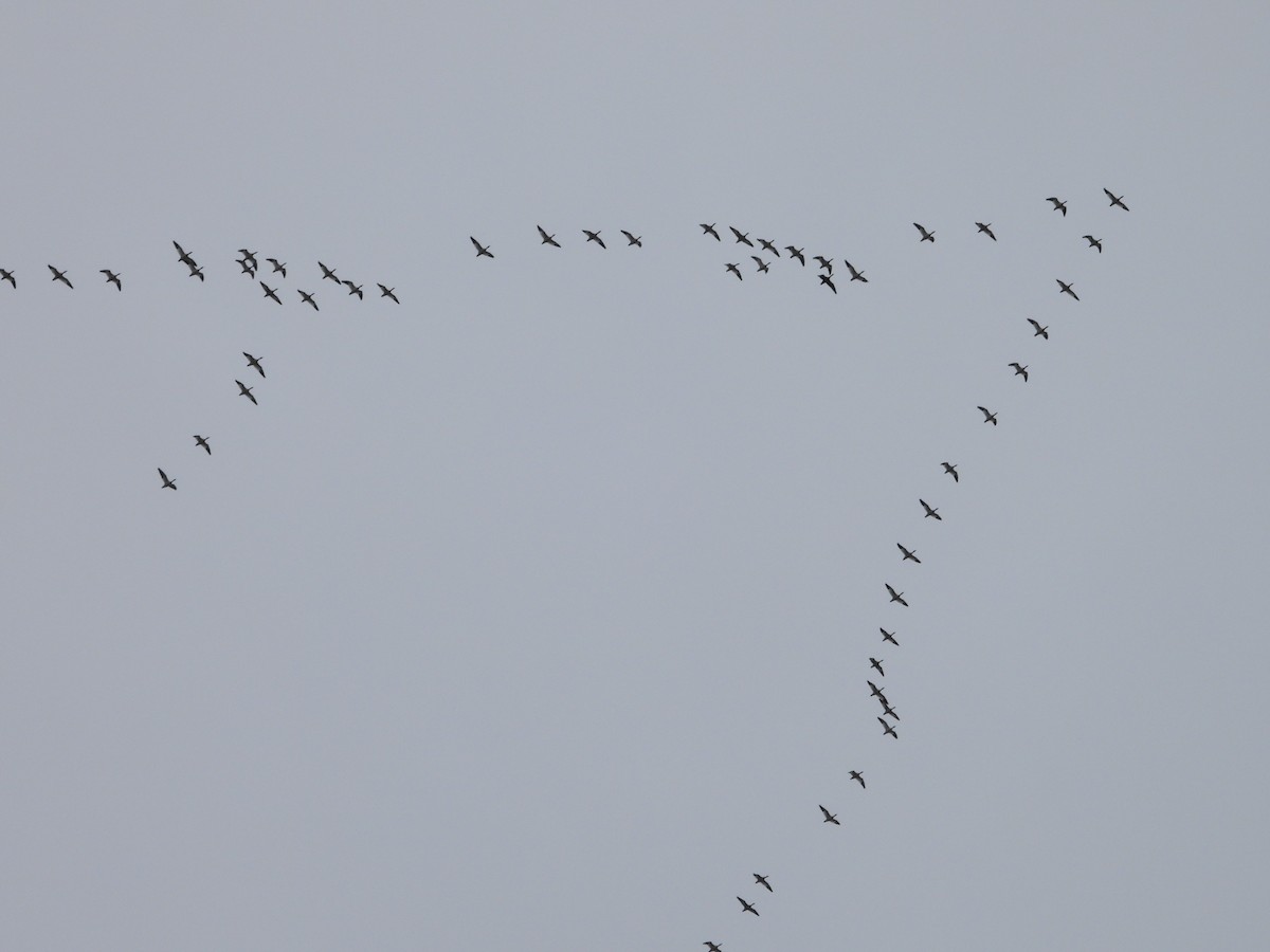 husa sněžní - ML644537338