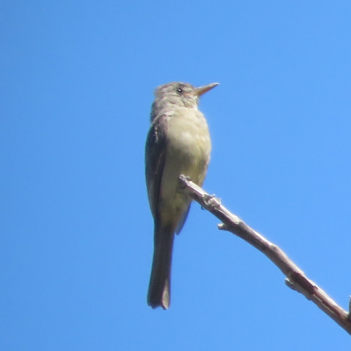 Greater Pewee - ML644537358