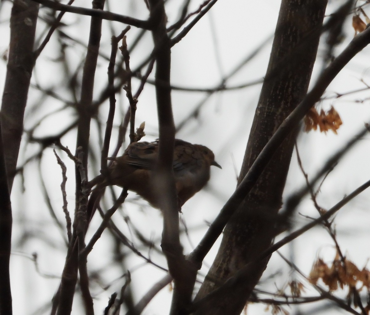 hrdlička karolínská - ML644537360