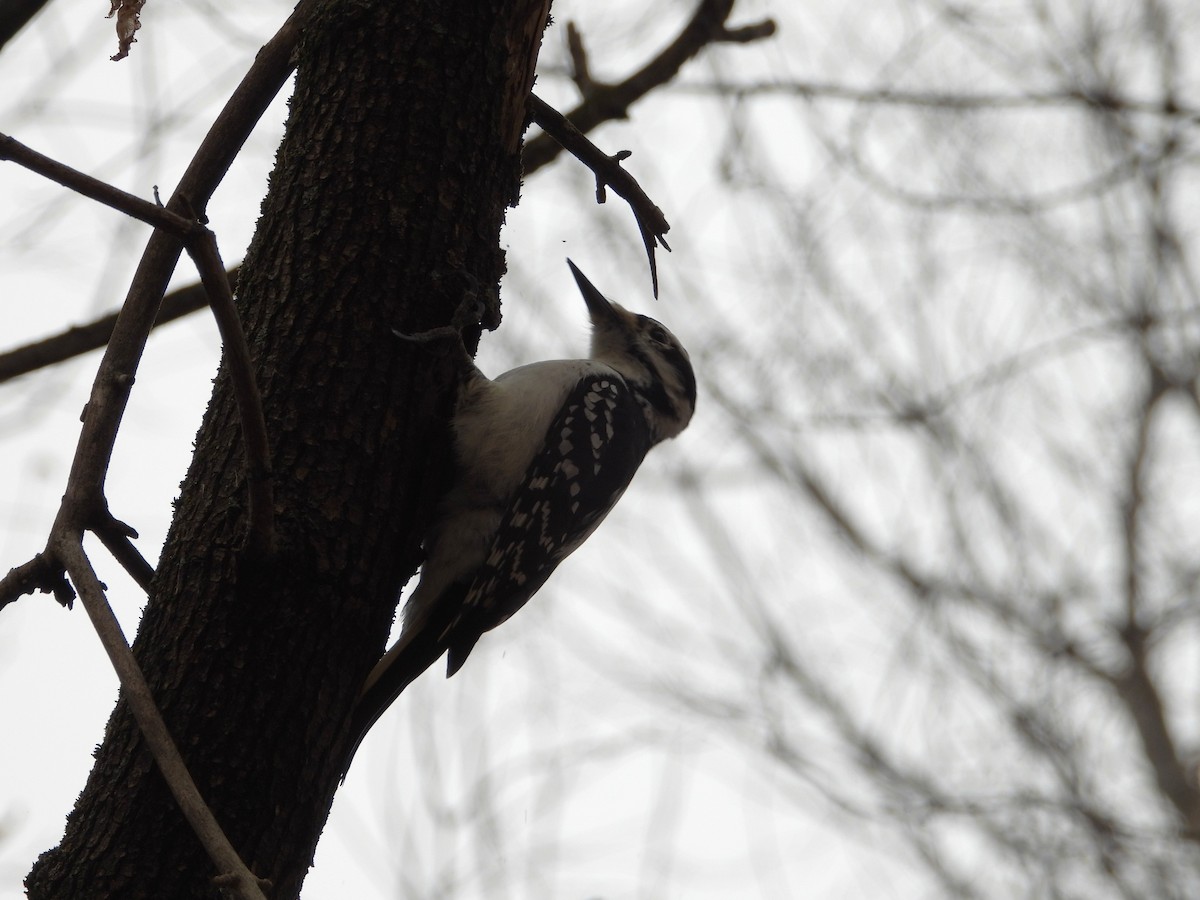 strakapoud americký - ML644537367