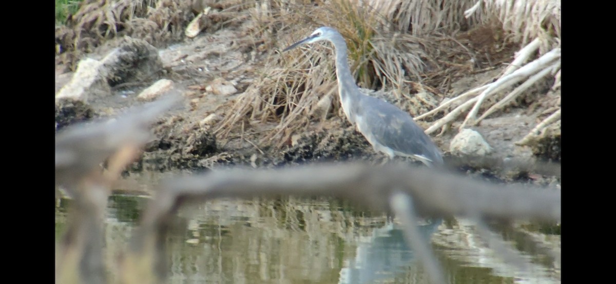 Little Egret x Western Reef-Heron (hybrid) - ML644537374