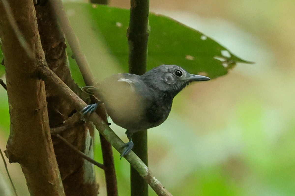 ムジヒメアリサザイ - ML644537376