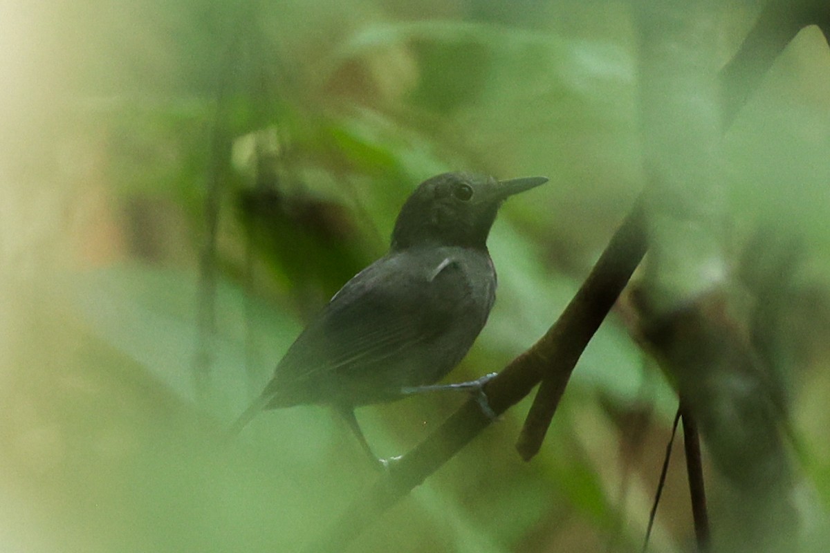 ムジヒメアリサザイ - ML644537377