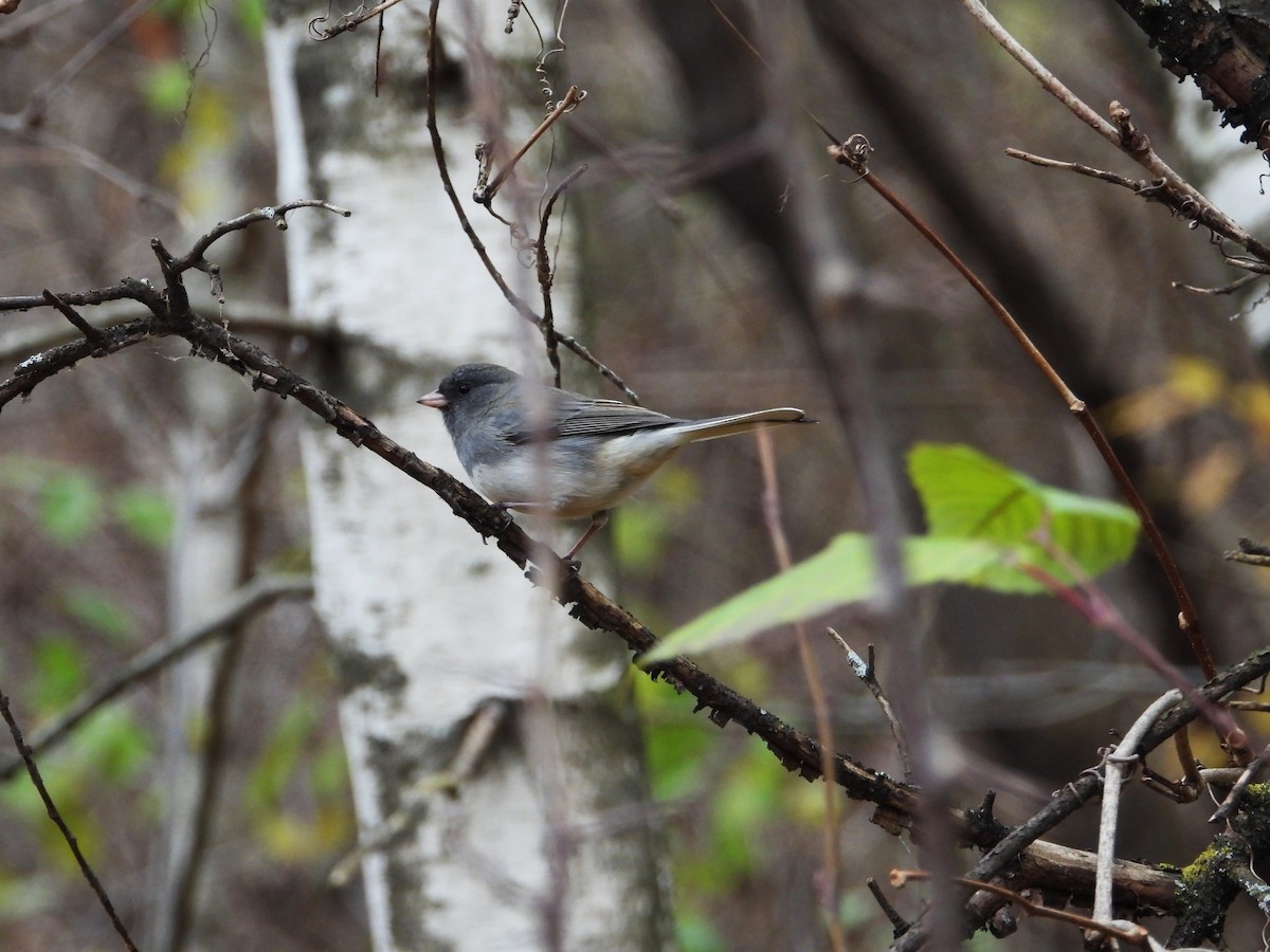 strnadec zimní - ML644537378