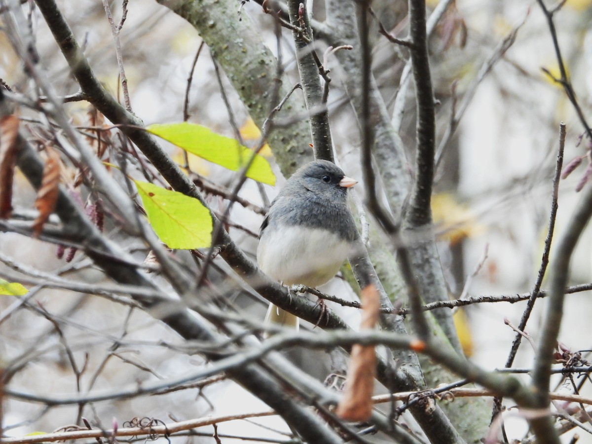 strnadec zimní - ML644537379