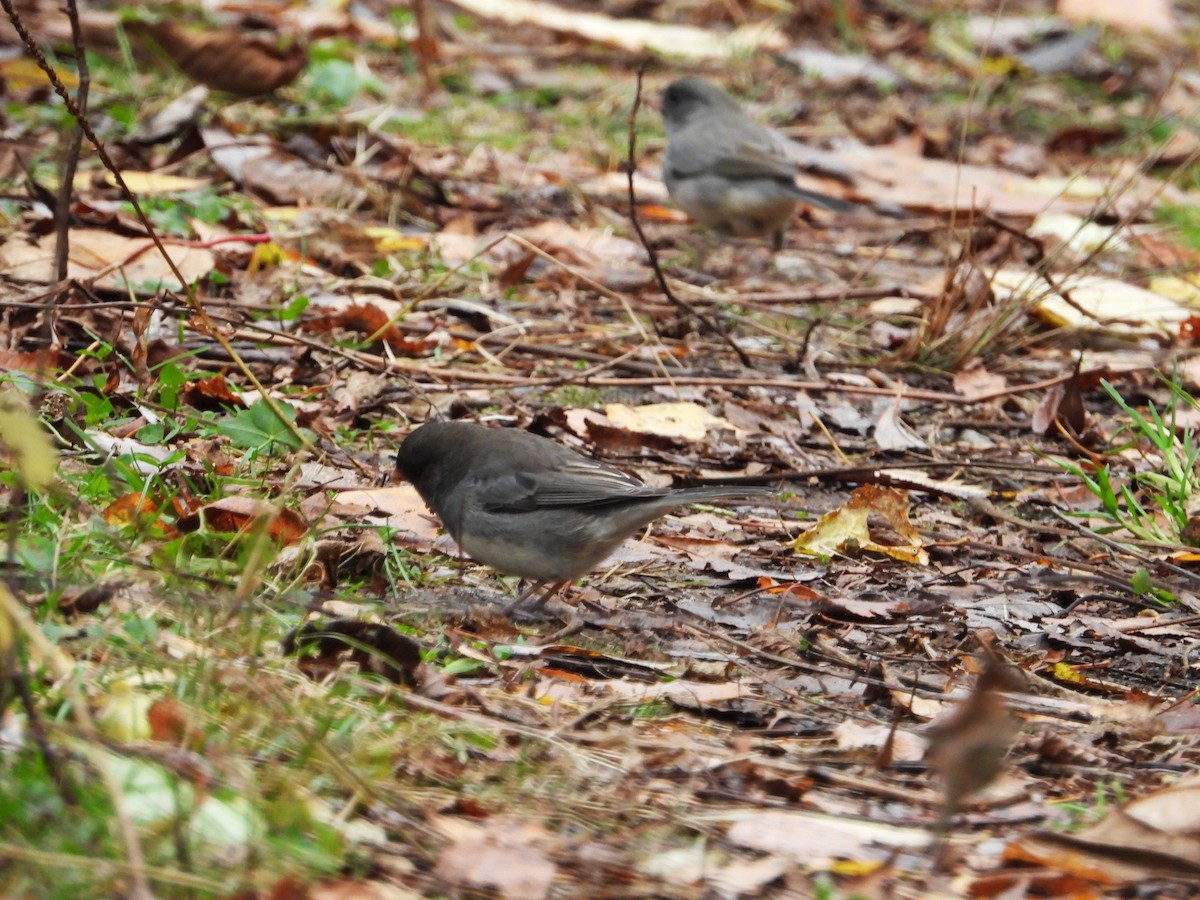 strnadec zimní - ML644537380