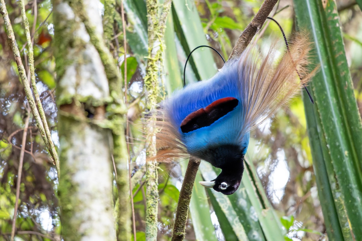 Blue Bird-of-Paradise - ML644537396