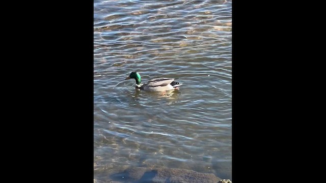 Mallard - ML644537398