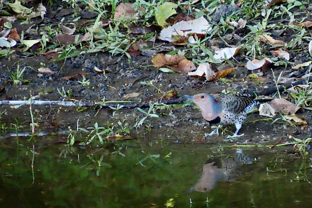 Northern Flicker - ML644537409