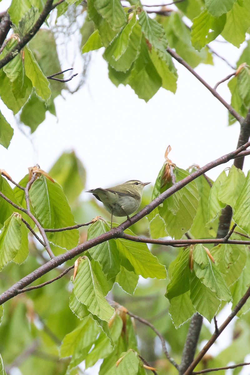 Pouillot du Caucase - ML644537417