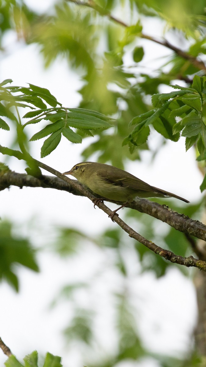 Pouillot du Caucase - ML644537418