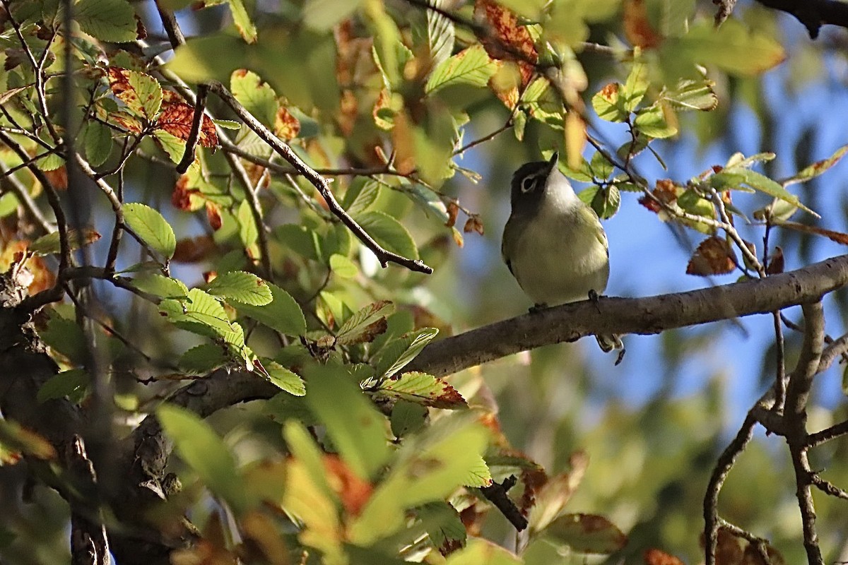 Viréo à tête bleue - ML644537420
