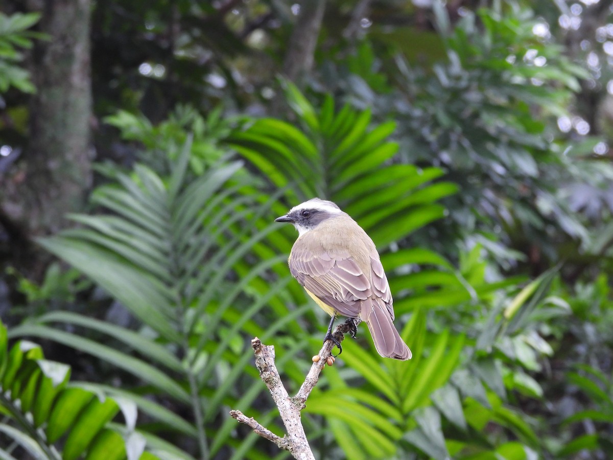 Social Flycatcher - ML644537421
