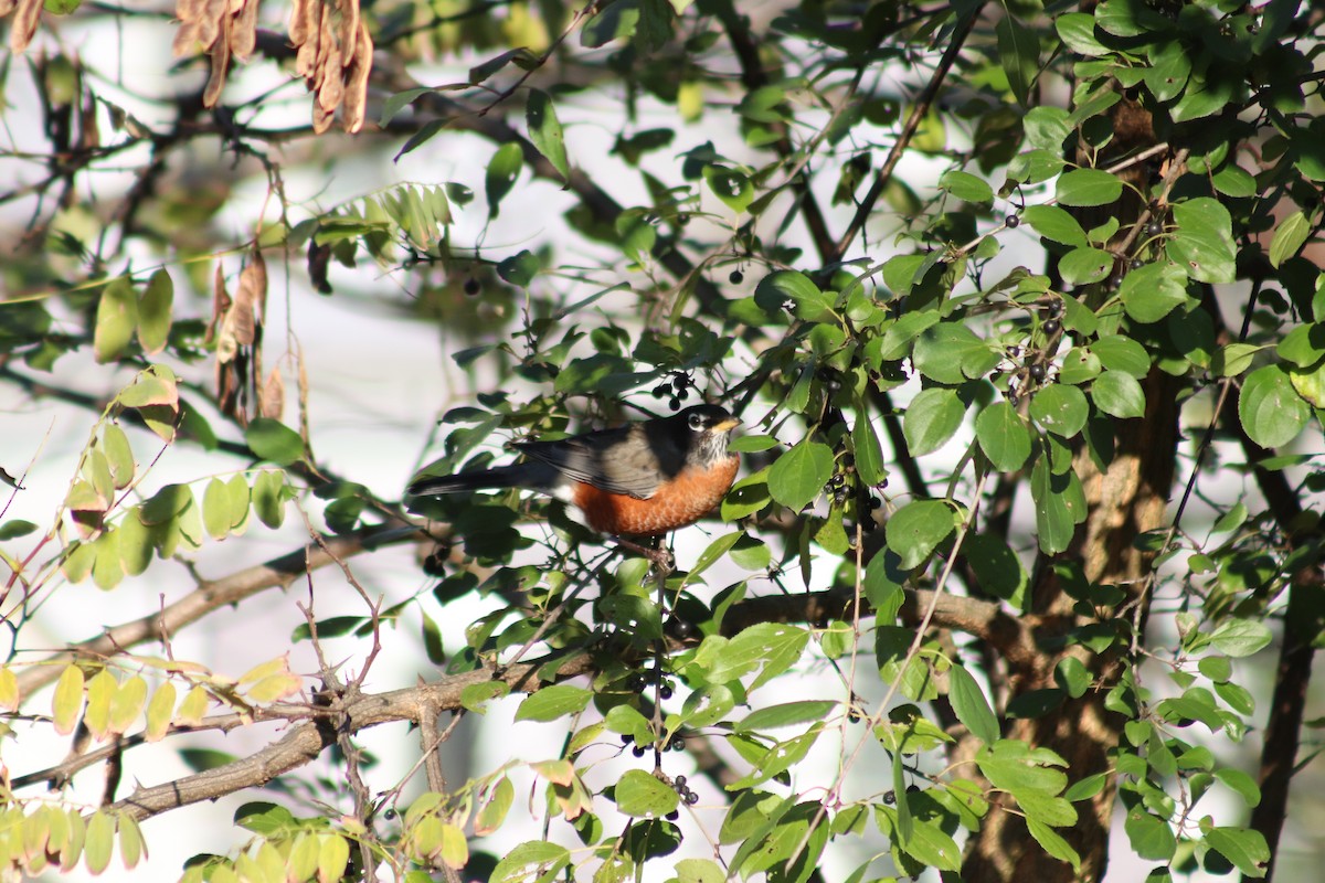 קיכלי נודד - ML644537422