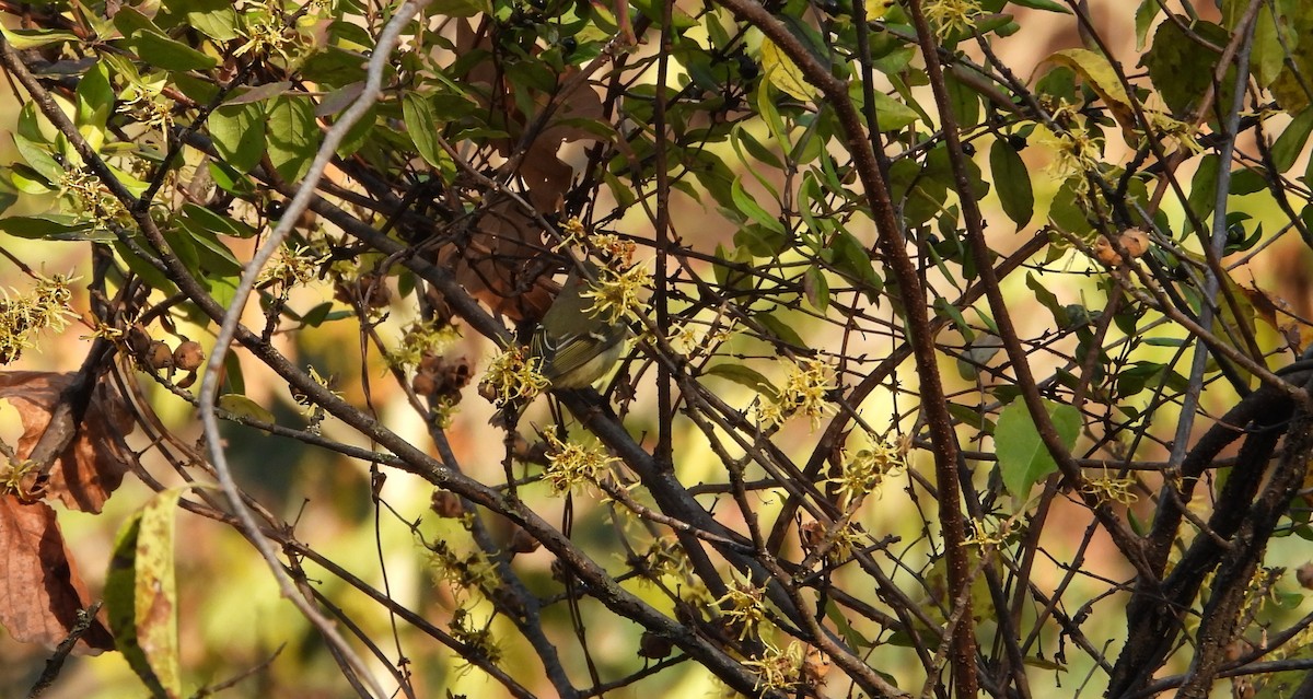 Ruby-crowned Kinglet - ML644537423