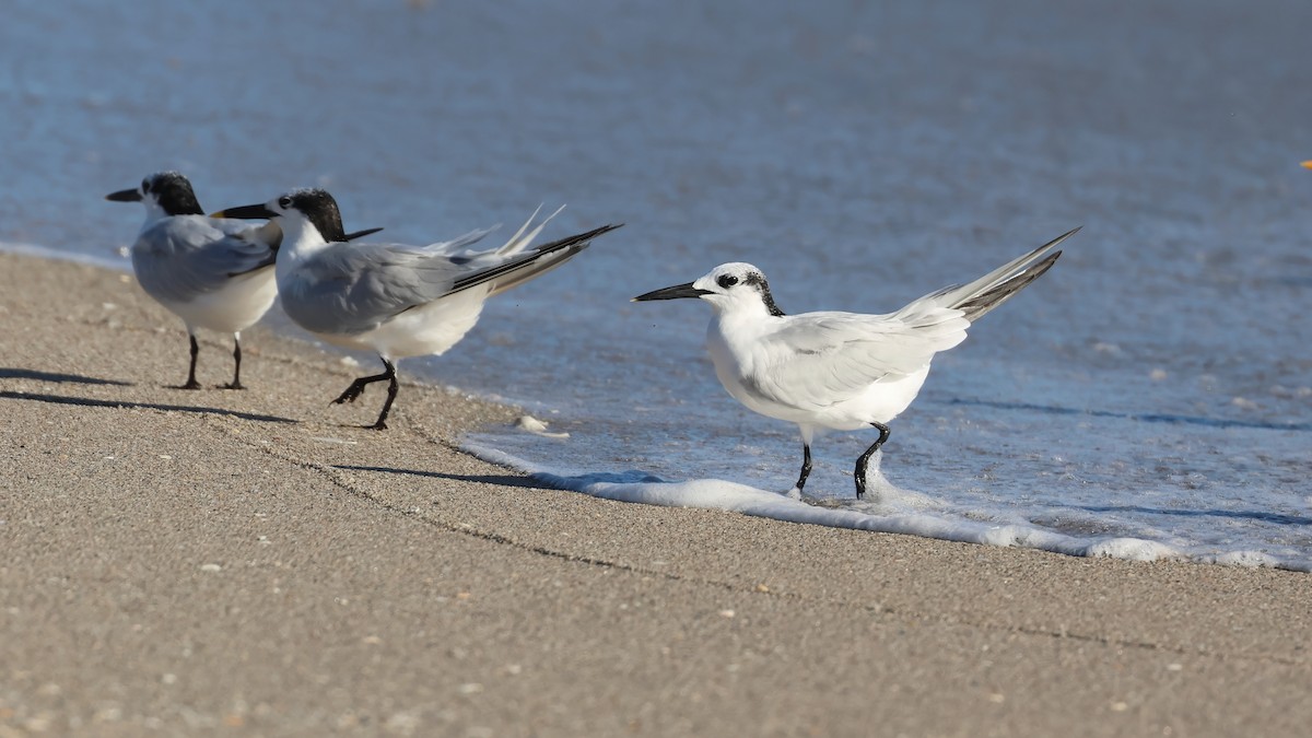 Sterne caugek - ML644537442