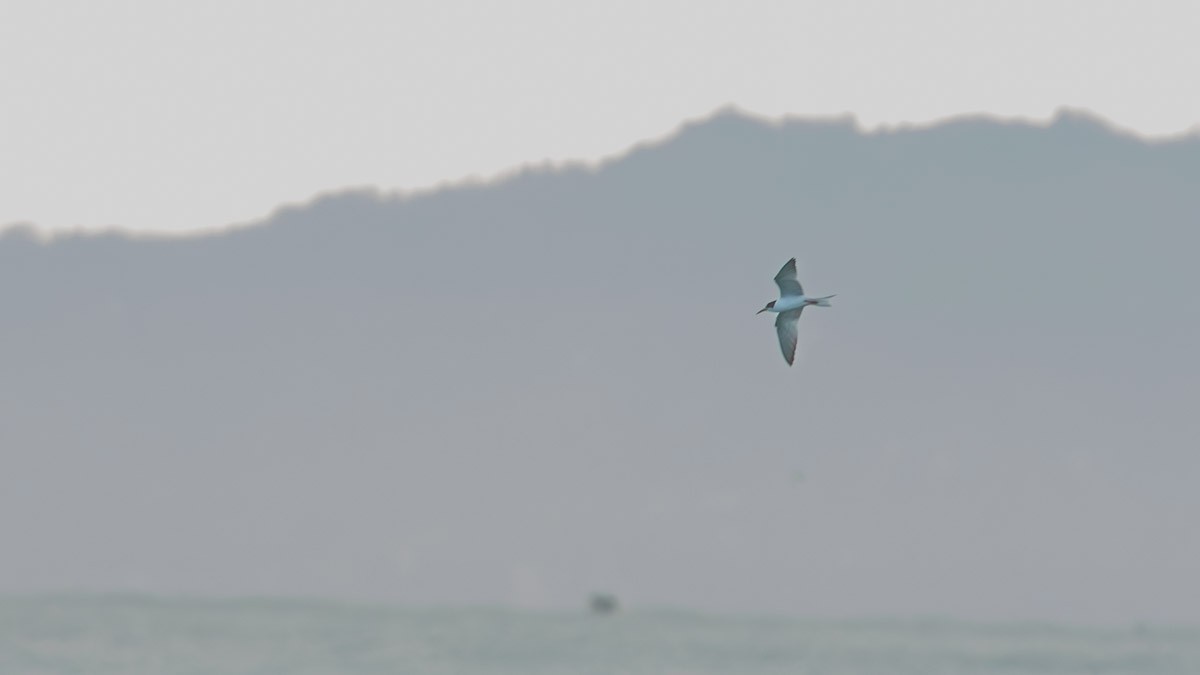 Эгэл хараалай - ML644537443