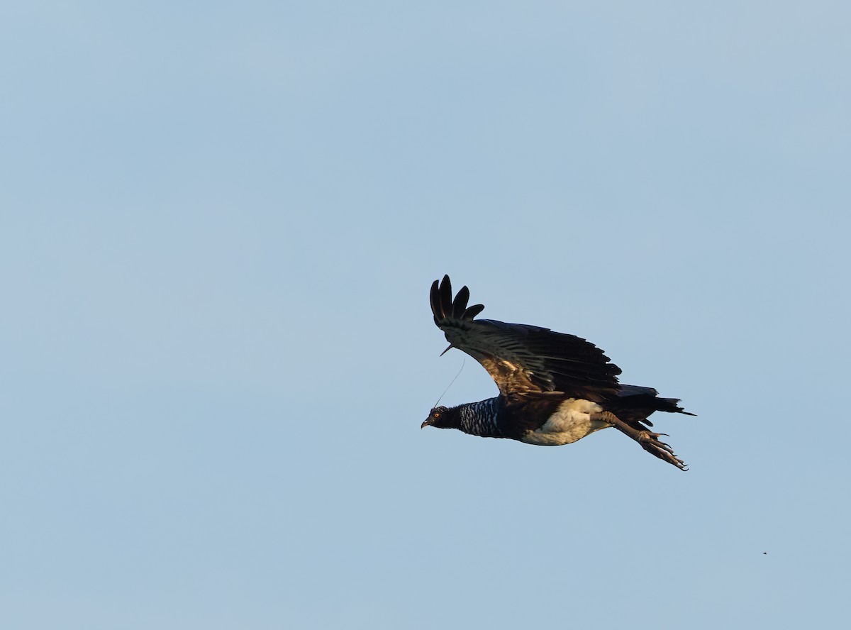 horngjeterfugl - ML644537446