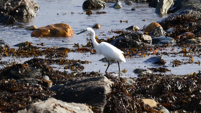 Little Egret - ML644537455