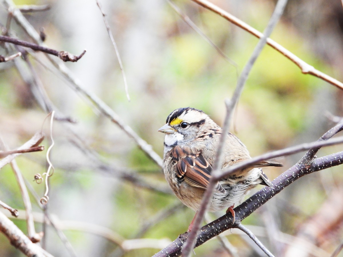 strnadec bělohrdlý - ML644537474