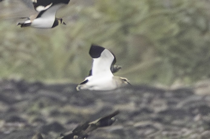 Vanneau sociable - ML644537483