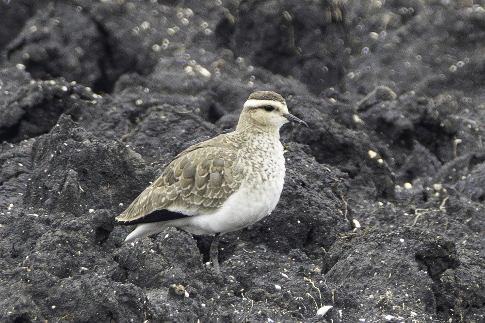 Vanneau sociable - ML644537485