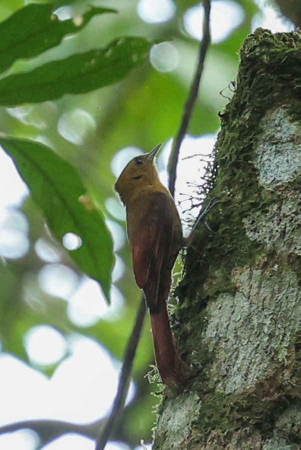 Olivaceous Woodcreeper (Olivaceous) - ML644537487