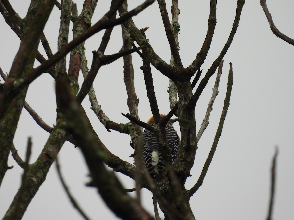 Hoffmann's Woodpecker - ML644537492